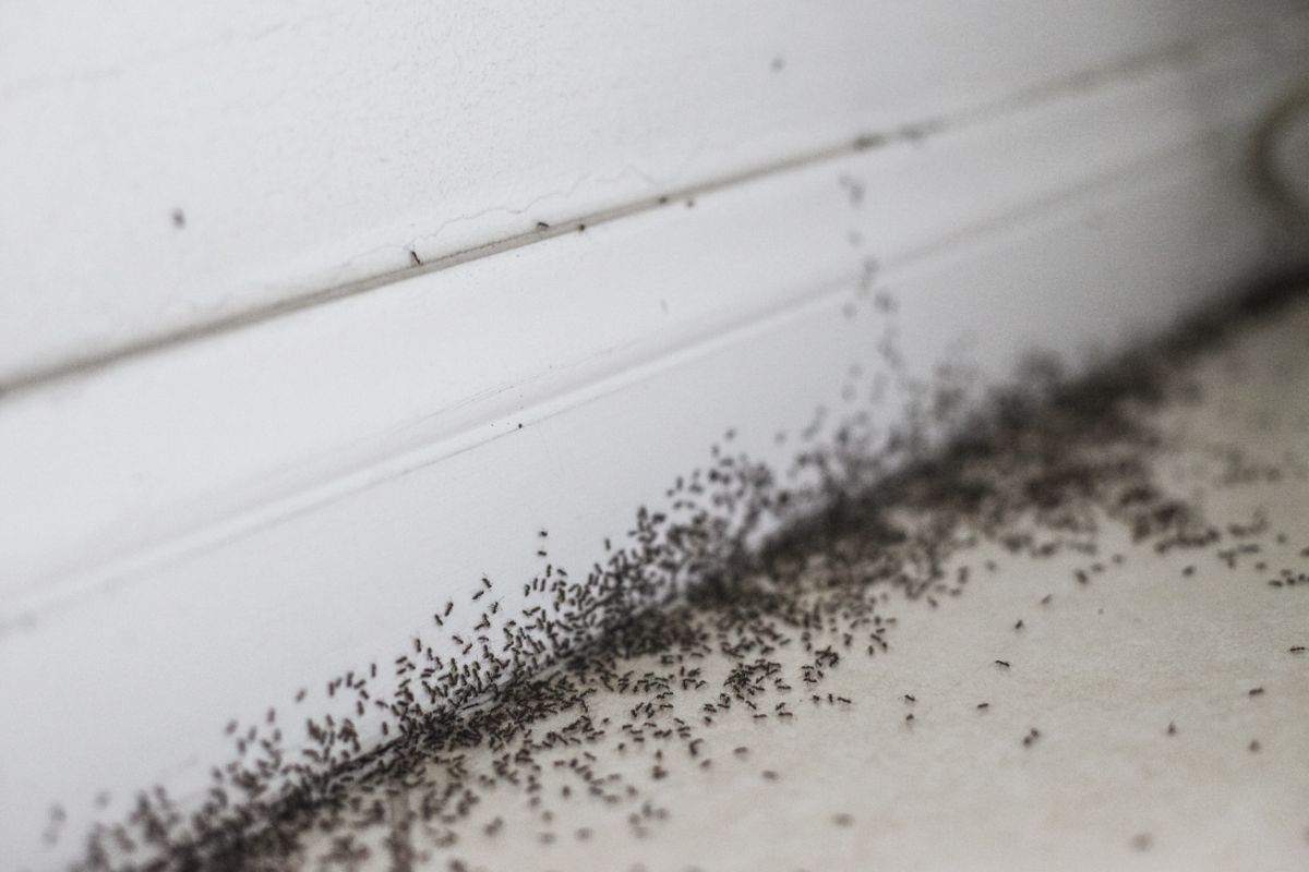 formiche in casa